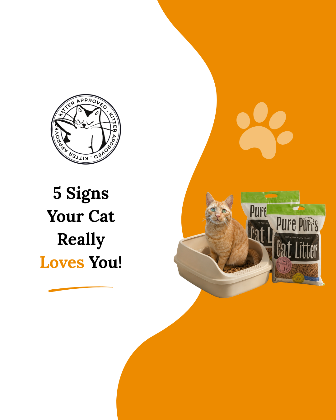 5 Signs Your Cat Really Loves You