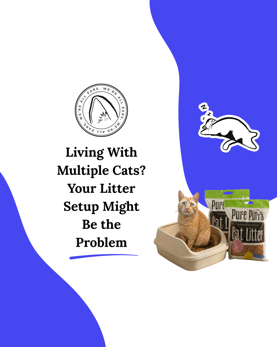 Living With Multiple Cats? Your Litter Setup Might Be the Problem