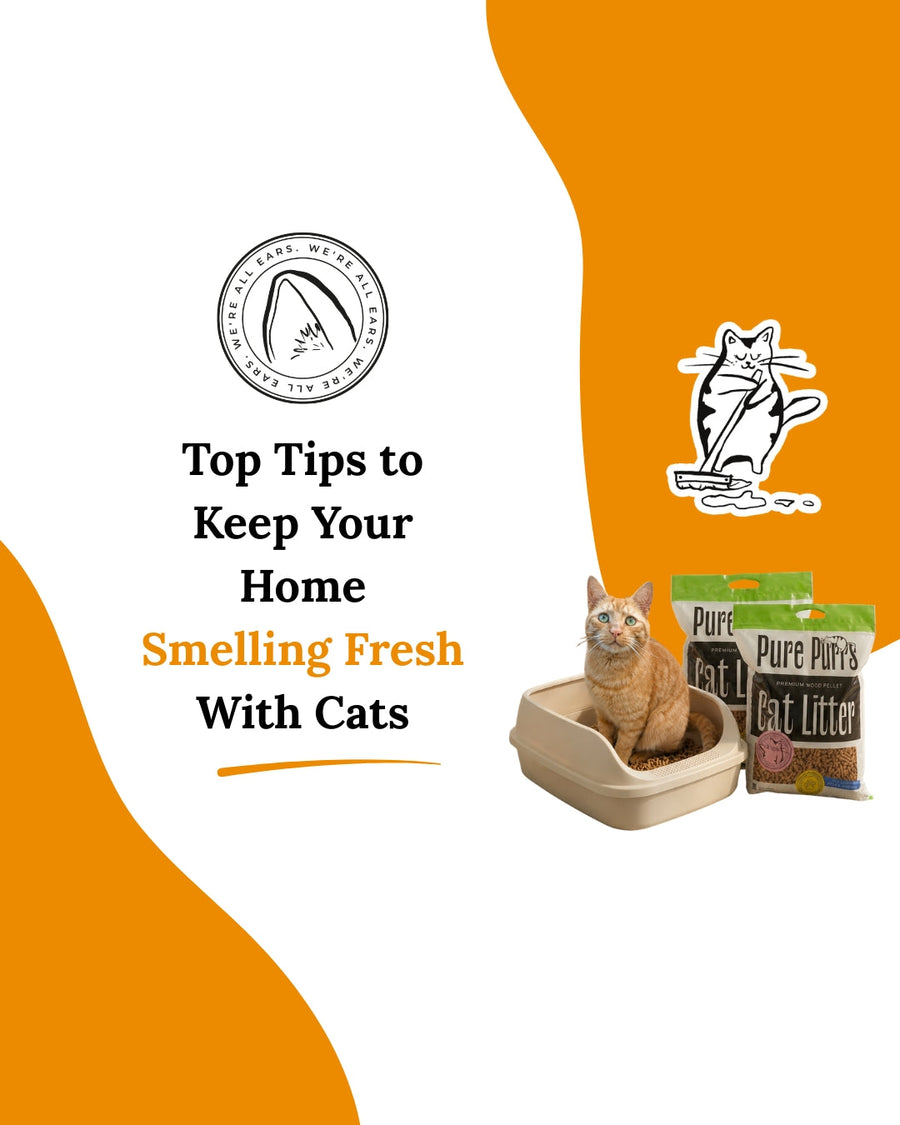 Top Tips to Keep Your Home Smelling Fresh With Cats