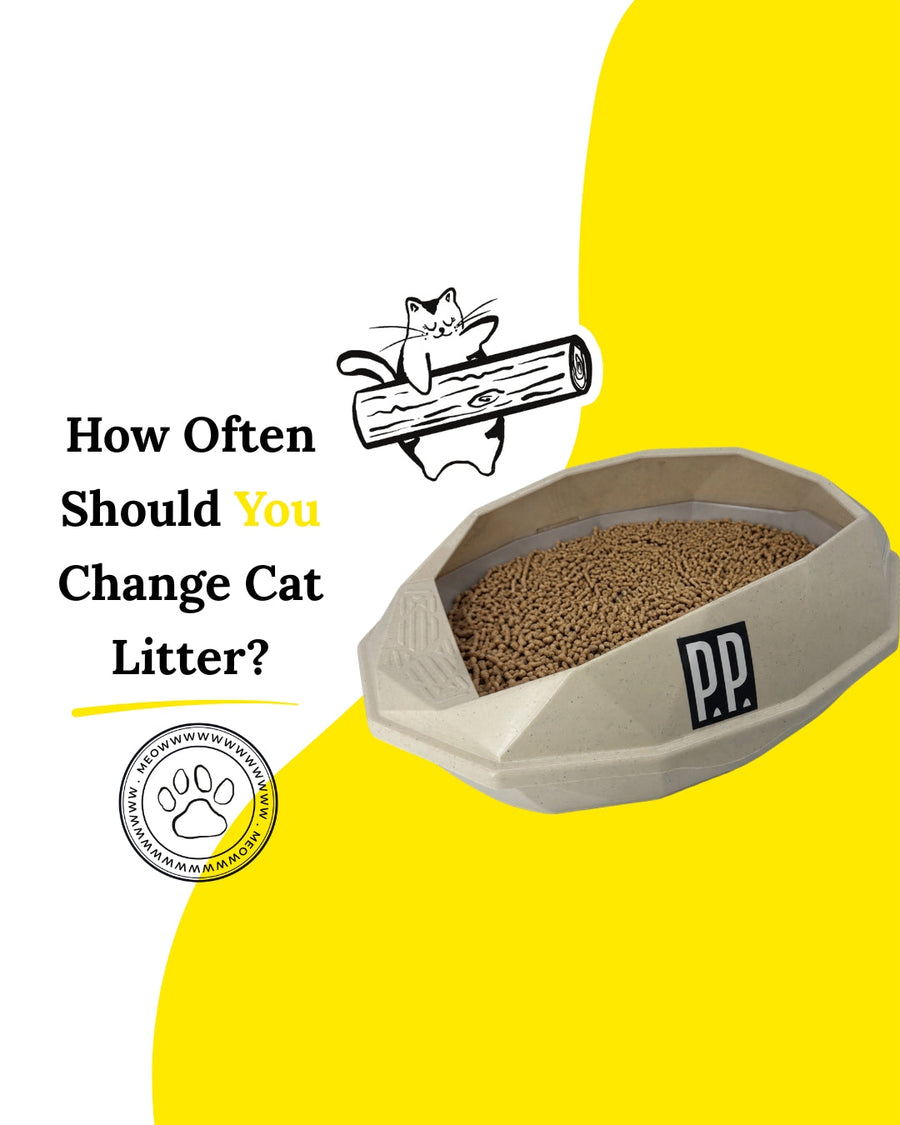 How Often Should You Change Cat Litter? (Complete Guide)
