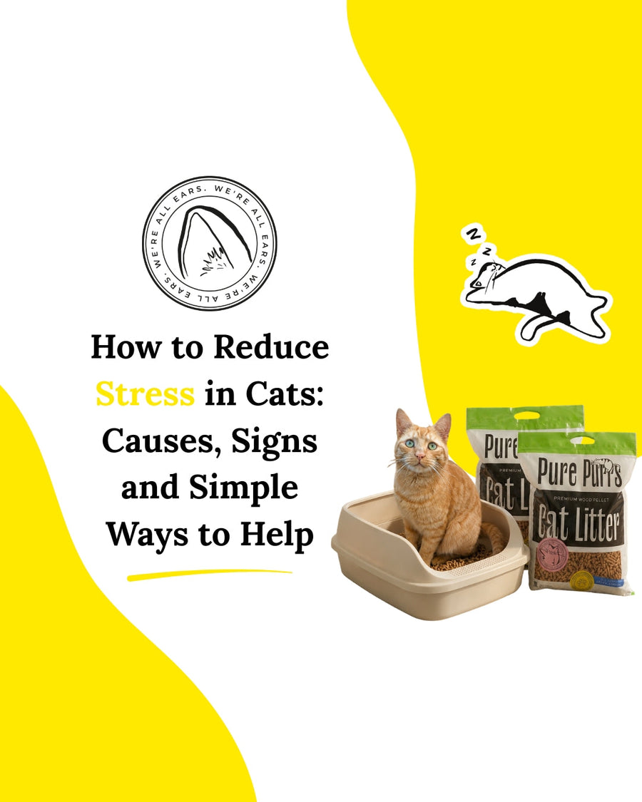 How to Reduce Stress in Cats: Causes, Signs and Simple Ways to Help