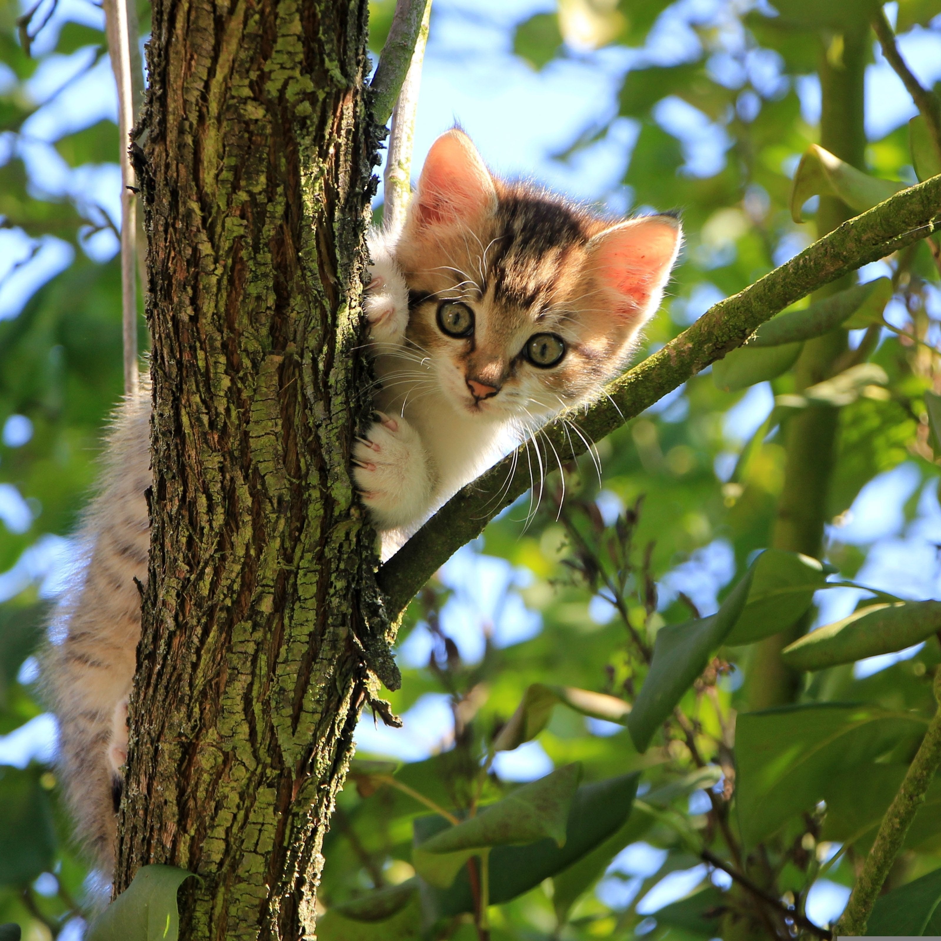 Why More UK Pet Owners Are Switching to Eco-Friendly Cat Litter in 2026