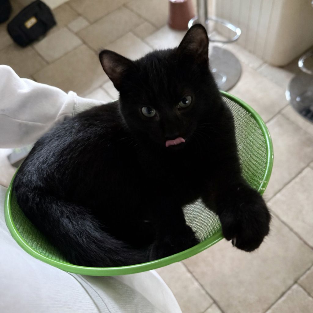 Black cat sitting inside a green wire basket on a tiled floor.