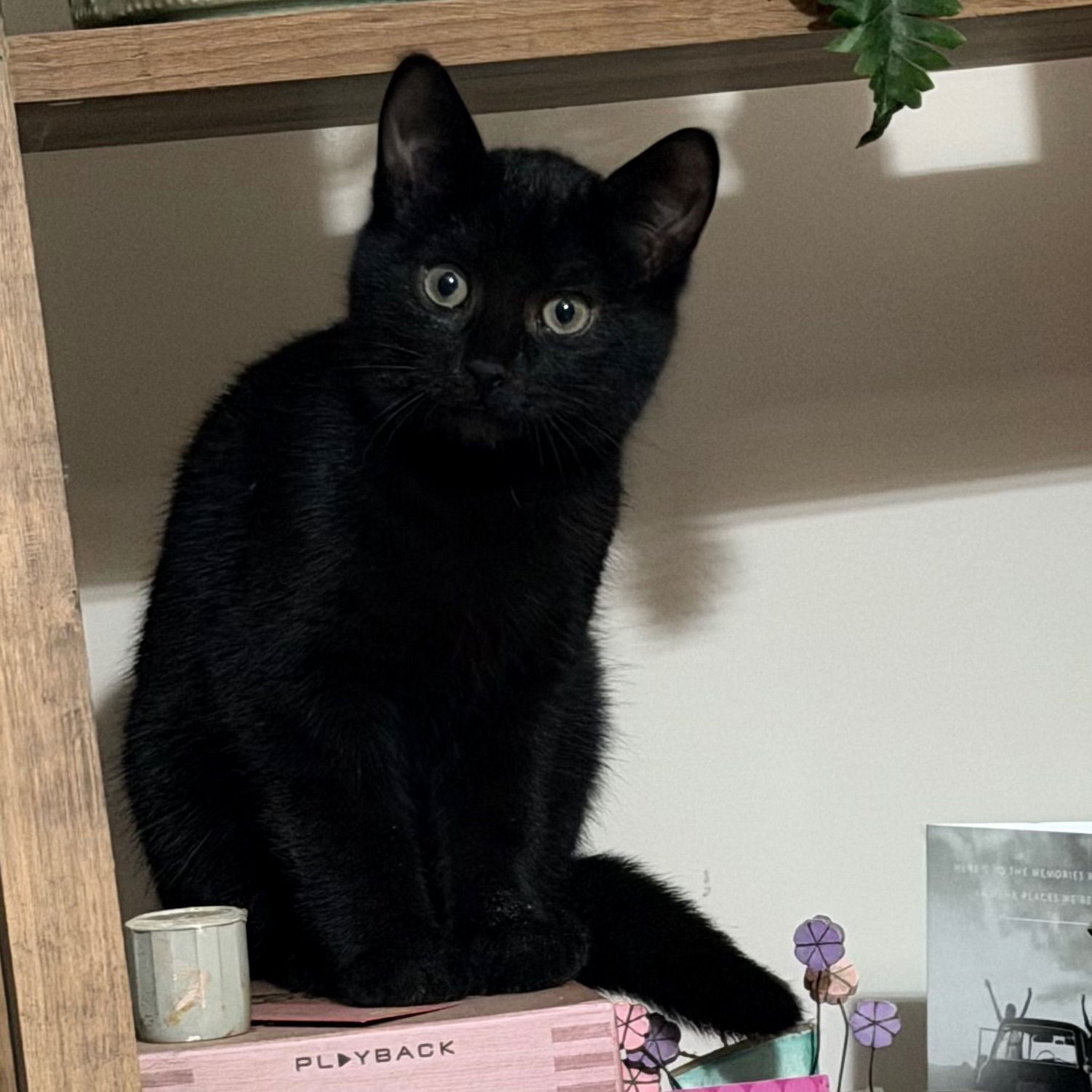 Black cat sitting on a shelf with books and decorative items