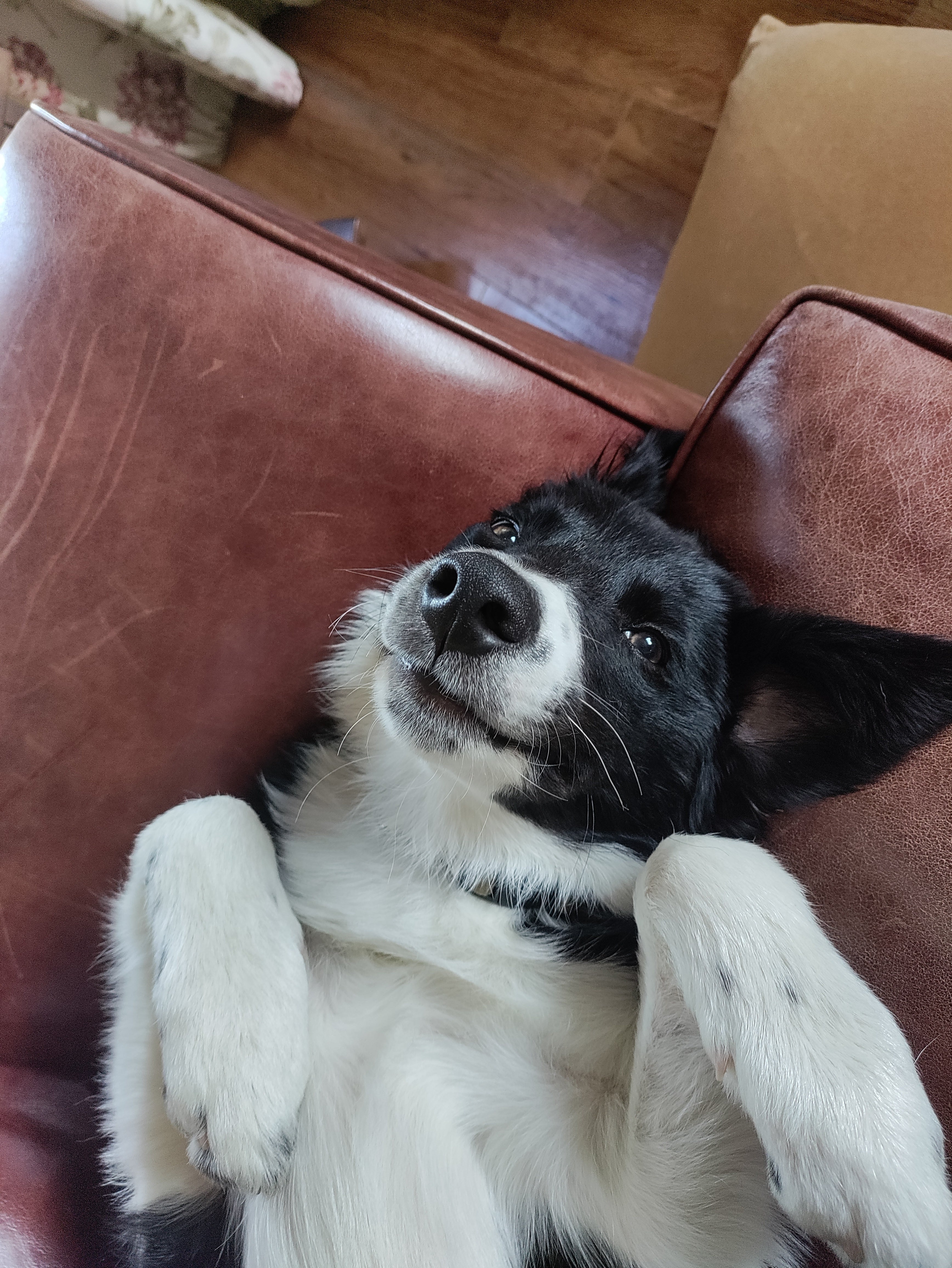 Black and white dog lying on a brown leather couch