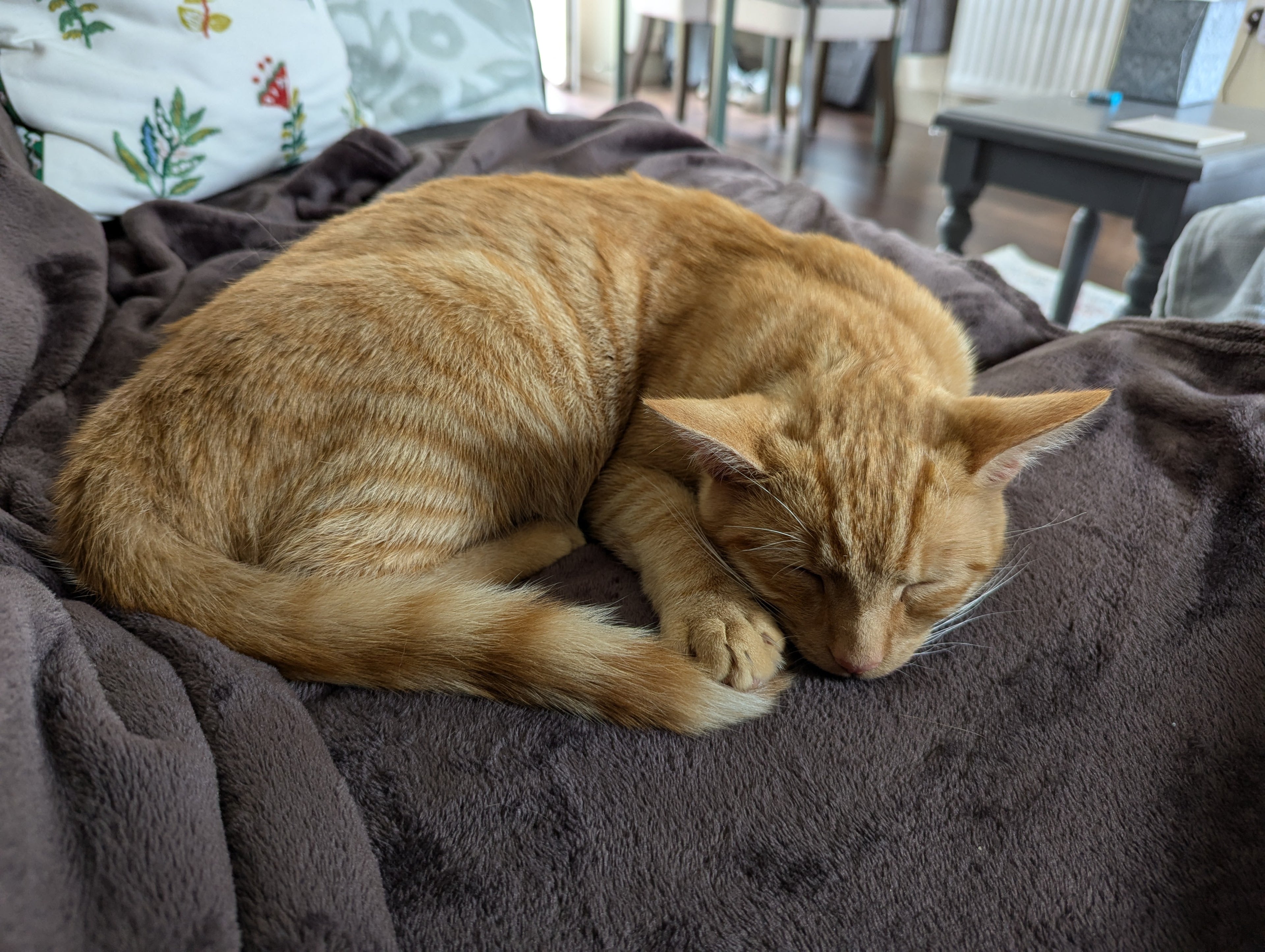 Orange cat sleeping on a dark blanket in a cozy indoor setting