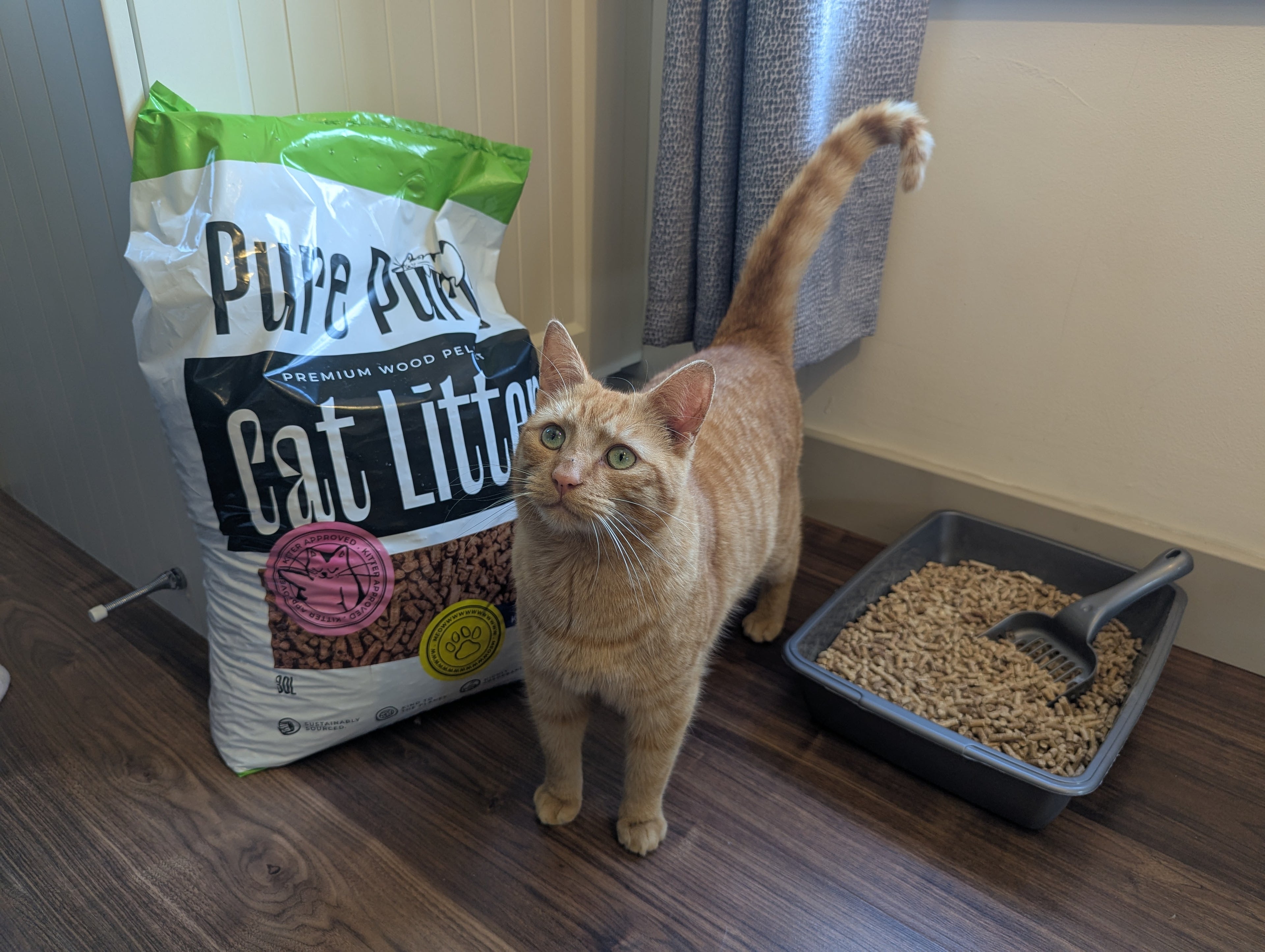 Cat standing next to a bag of Pure Purrs cat litter and a litter box on a wooden floor.