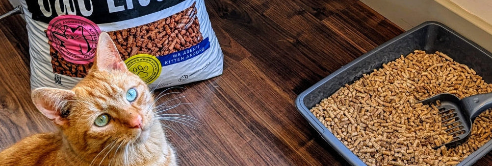 Cat looking at a bag of cat litter on a wooden floor