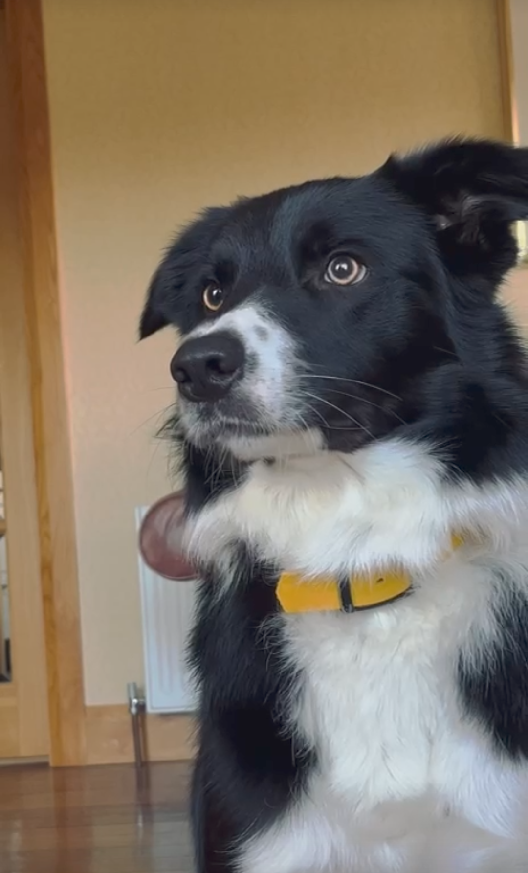 Black and white dog with a yellow collar sitting indoors.